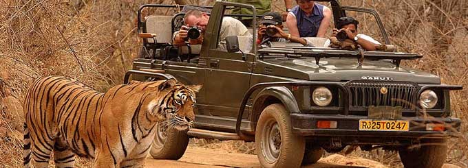 Safari of Rajasthan